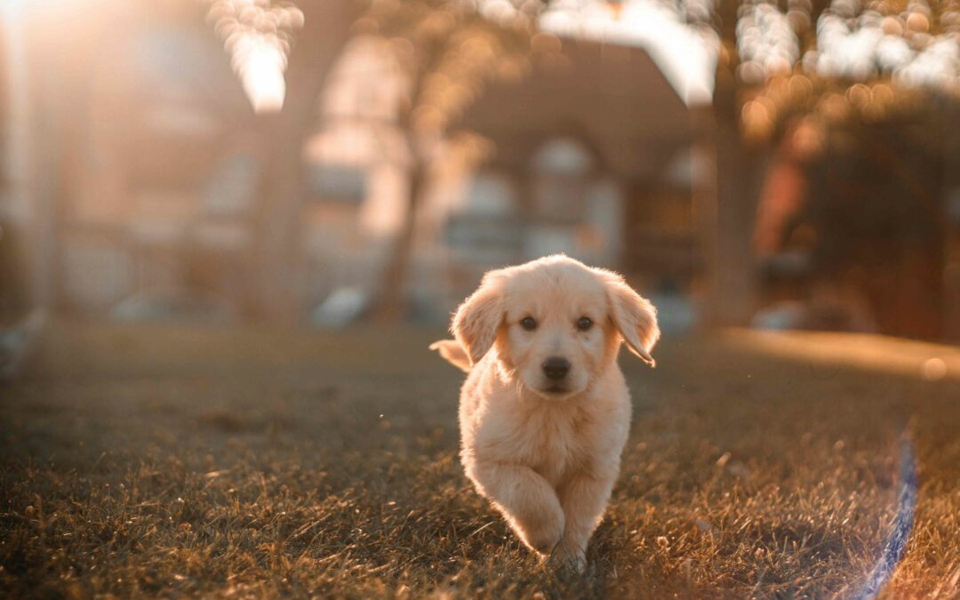 Pet-Safety-Tips---Photo